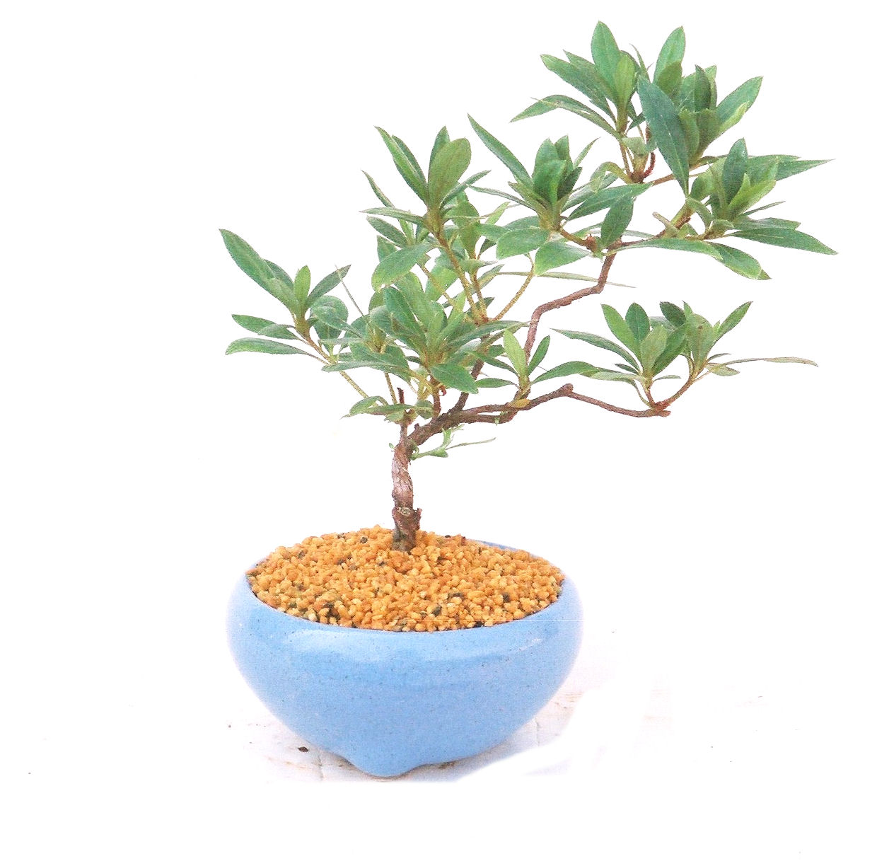 �͂Ȃт�̖~��